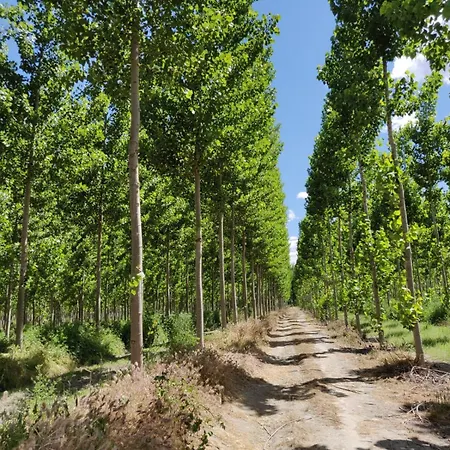 Huerta Sartén Pinos Puente